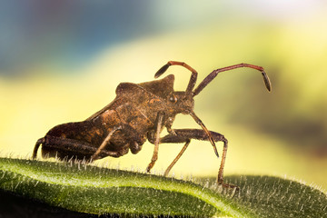 Macro Focus Stacking portret of Dock Bug. His Latin name is Coreus marginatus.