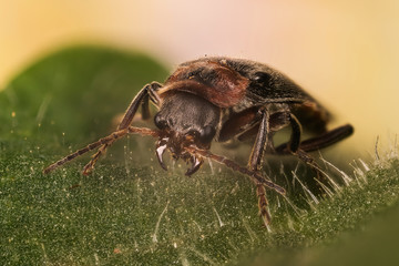 Soldier Beetle, Beetle, Cantharidae