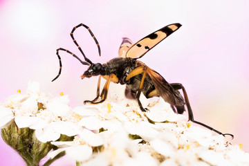 Spotted Longhorn Beetle, Black-and-yellow Longhorn Beetle, Longhorn Beetle, Rutpela maculata in fly