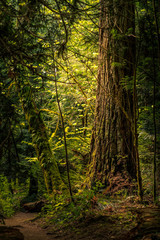 Forest Giant Tree