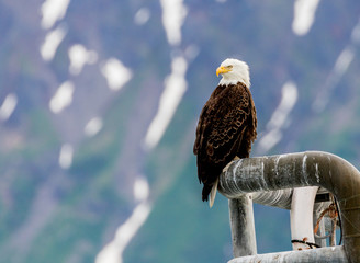 Bald Eagle