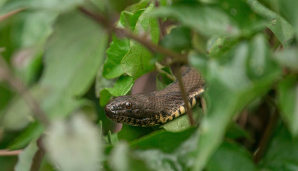 Snake in a Tree