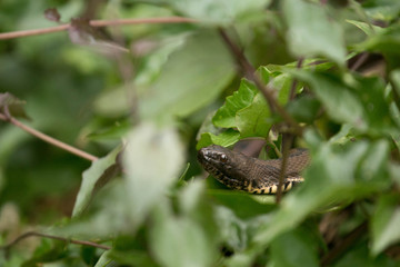 snake 