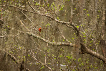 Red Cardinal in a Forest 