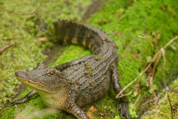 Alligator in Swamp