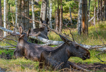 Elg, łoś, łosie, © Dreamnordno