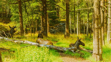Elg, łoś, łosie, © Dreamnordno