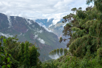 Fototapeta na wymiar Bamboo green canopy in high-altitude jungles at Peruvian Andes with cloud-covered mountains, Peru