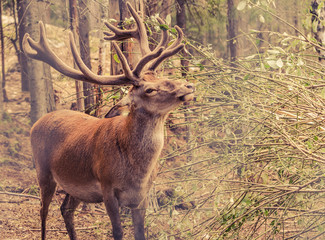 Jeleń, jelenie, jelen