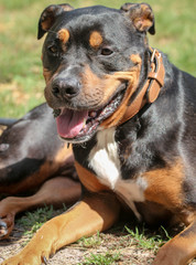 Pitweiler /  Rottweiler Pit bull Mix Dog 