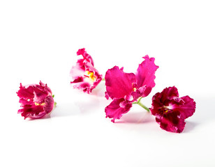 bright pink with white African violets (Saintpaulia ionantha) flower heads close-up isolated on white background