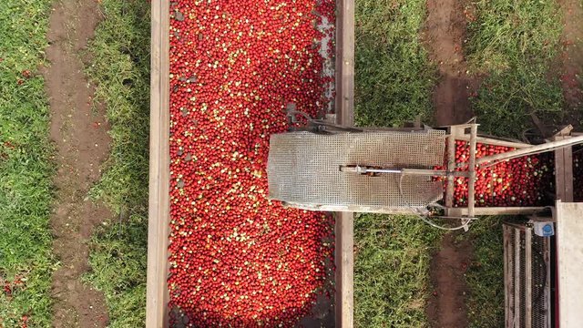 Tomato harvester loading a trailer with fresh ripe Red Tomatoes, Top down aerial follow footage.