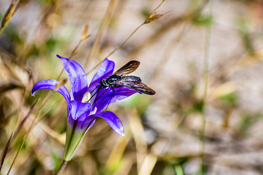 Close up of Harvest Brodiaea (Brodiaea elegans) wildflower blooming in Yosemite National Park, Sierra Nevada mountains, California