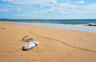 Fototapeta na wymiar Dead squid at the Beach in Tuy hoa Phu yen