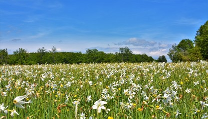 a field with many wild white daffodils
