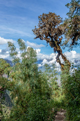 Fototapeta na wymiar Bamboo green canopy in high-altitude jungles at Peruvian Andes with cloud-covered mountains, Peru