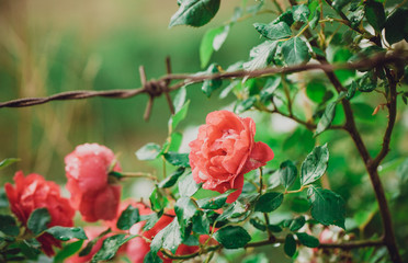 Close-up of blooming rose flowers outdoors after spring rain