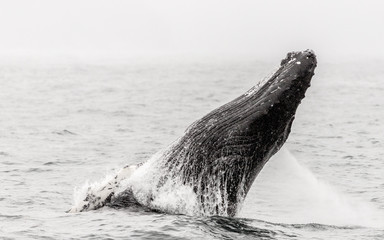 Obraz premium humpback whale