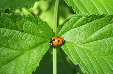 Ladybug on green leaves background in the garden, closeup