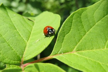 Ladybug on green leaves background in the garden