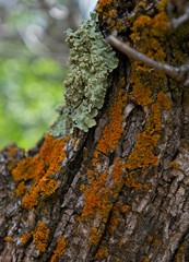 Close Up at Garden of the Gods