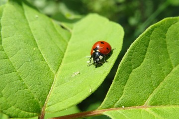 Ladybug on light green leaves in the garden, closeup