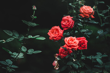 赤い薔薇
