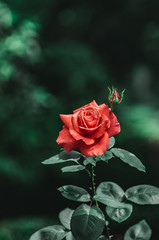 赤い薔薇