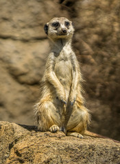 A meerkat alert and watching as it stands on guard. 
