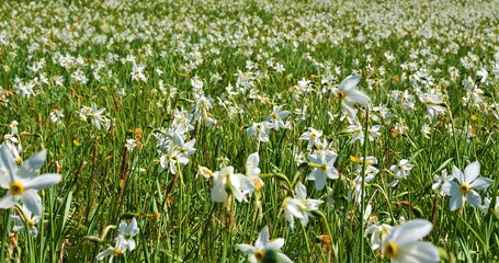 wild daffodils on the field