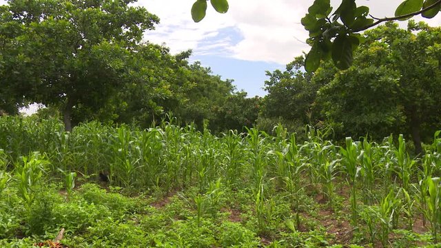 Small maize field in the middle of the African tree savannah of Burkina Faso