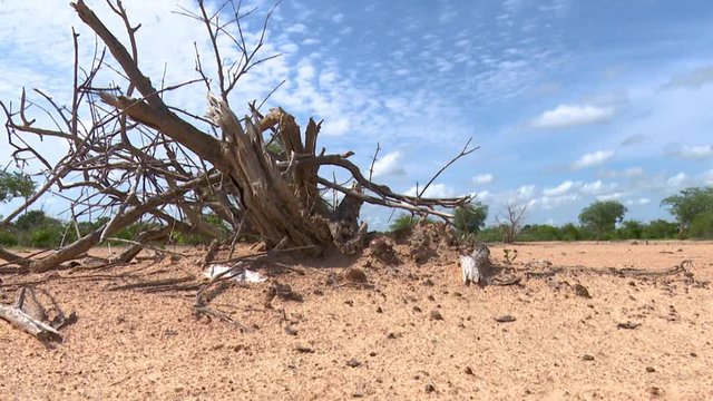 small zoom in, arid area of the Savannah with a tree stump as the beginning of the scene.