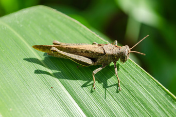 Brown Grasshopper on Green Corn Leaf