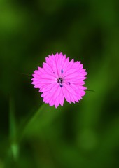 pink flower in the garden