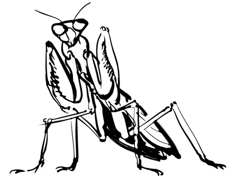 カマキリ Stock イラスト Adobe Stock カマキリ Stock イラスト Adobe Stock
