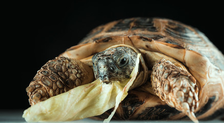 The land domestic turtle eats cabbage, photographed against a dark background in the studio.