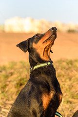 Portrait of a German Pinscher close-up.