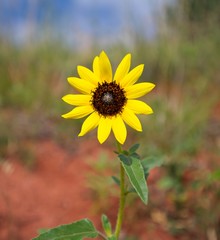 Sunflowers at Red Rock Canyon