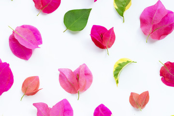 Beautiful red bougainvillea flower on white background. Top view