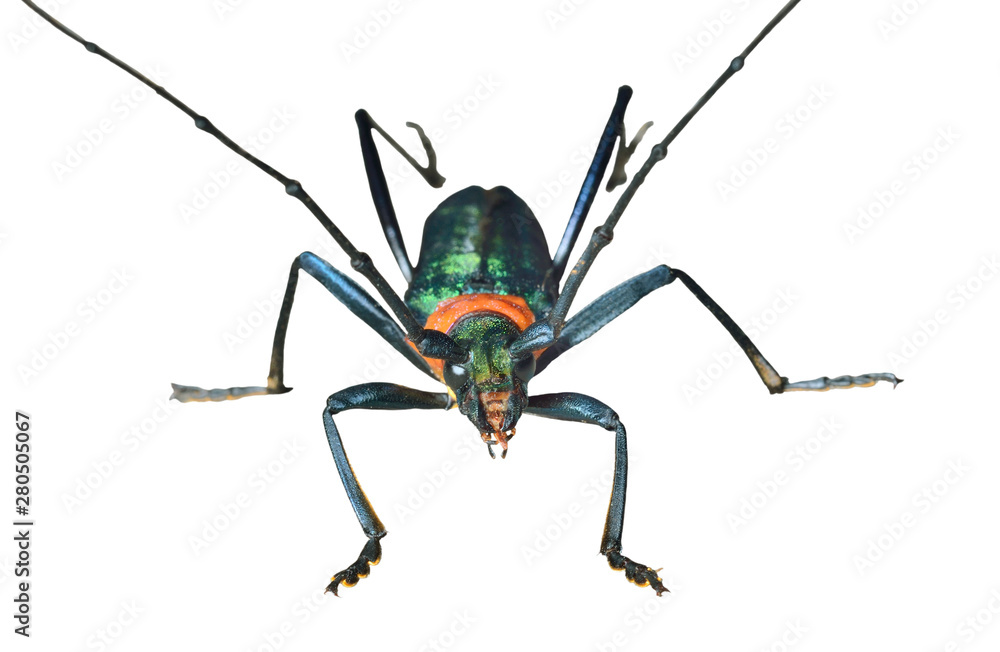 Sticker capricorn beetle (chloridolum sieversi) 10