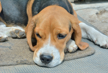 Dog beagle 3