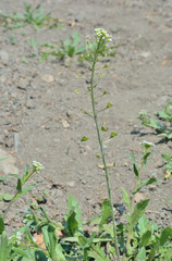 Herb shepherd's purse (Capsella bursa-pastoris) 7
