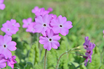 Fototapeta premium Flowers primrose 1