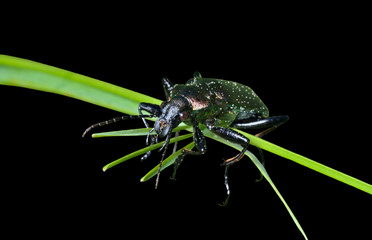 Beetle carabus (Calosoma) 5