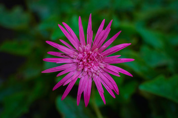 Obraz premium Hairbrush Flower