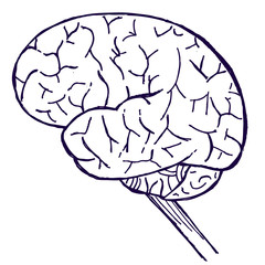 human brain on white background