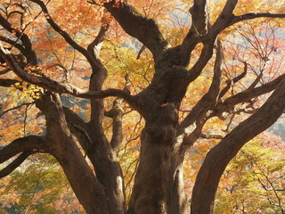 秋公開の愛岐トンネル群　見事な三四五（みよい）の大モミジの紅葉２