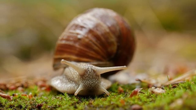 A close up macro shot of a snail crawling along the forest floor with detailed skin texture and shell patterns.