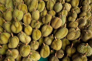 Seasonal durian is being sold to traders for export to China.