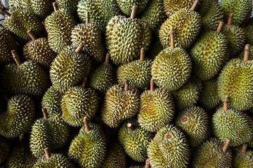 Seasonal durian is being sold to traders for export to China.